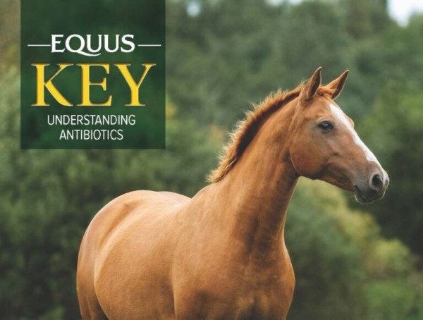 Safe antibiotics for horses without prescription