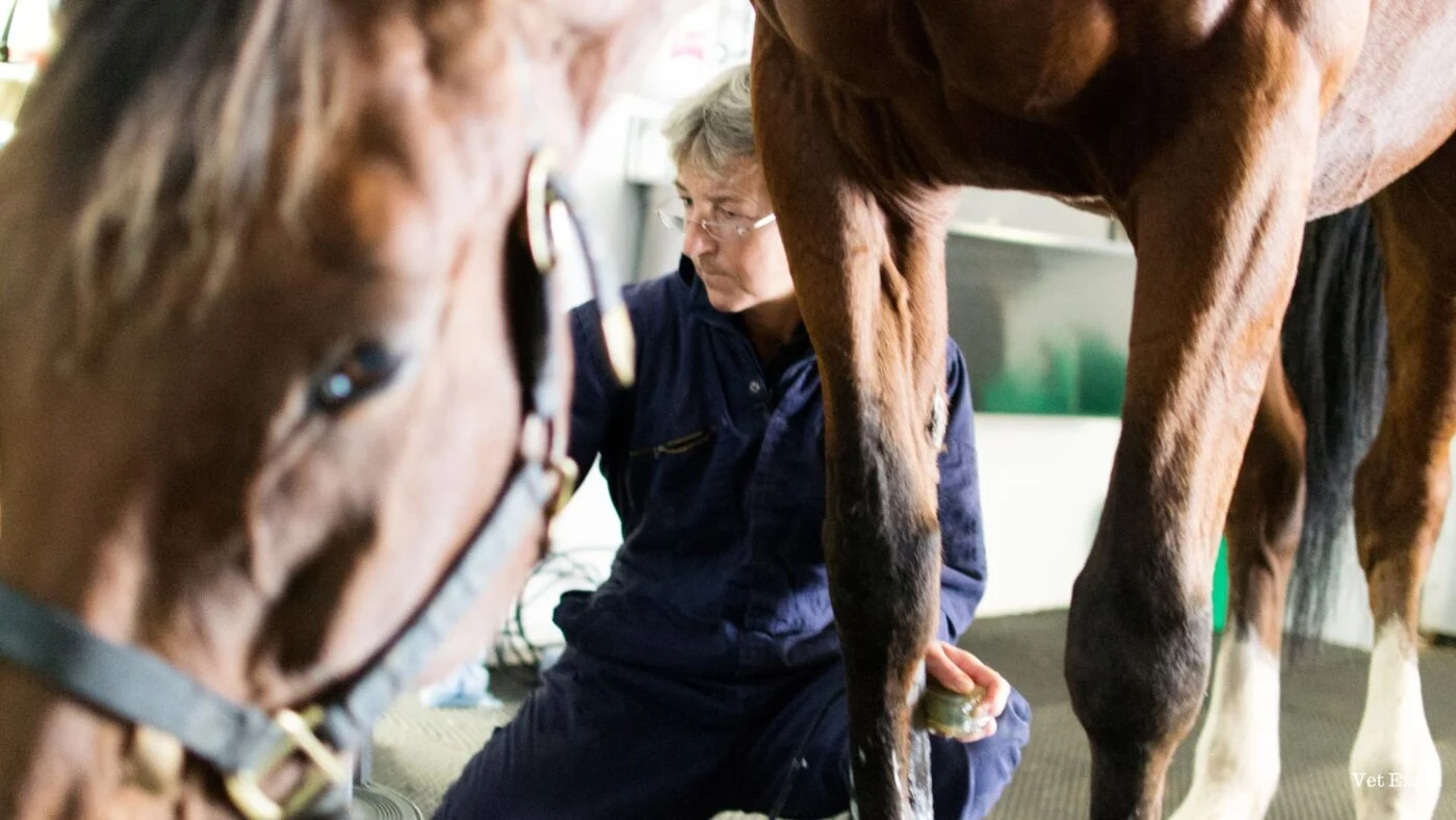 Equine arthritis medicine with fast results