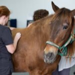 Horse Weight and Condition Supplements