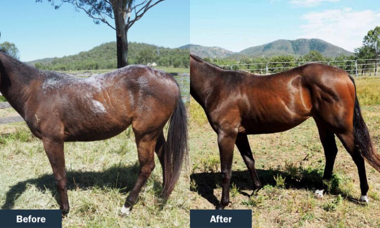 Top‑rated horse skin infection treatments online
