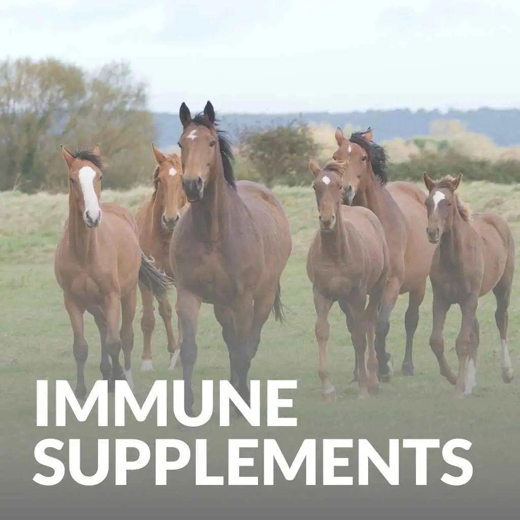 Natural supplements for horse immune system support