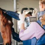 Horse Powder Supplements