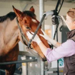 Horse Performance Supplements