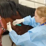 Horse Injection Medicines & Treatments