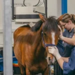 Horse Post Race Recovery Supplements