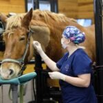 My account for Animal Medicines Shop Online