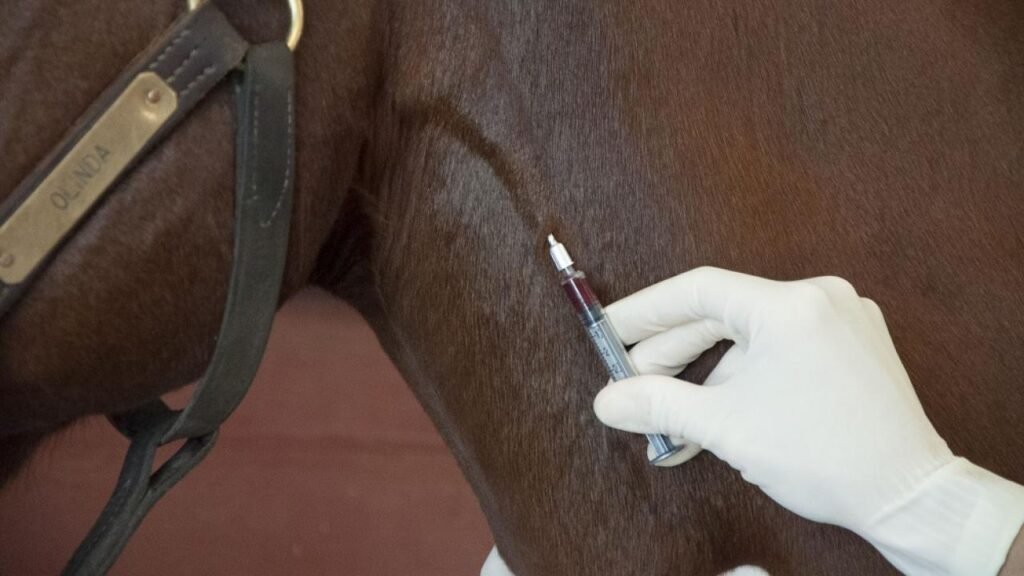 Organic horse medicine for joint pain