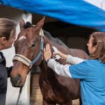Equine Pain Supplements Blog
