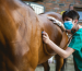 Trusted colic prevention supplements for horses