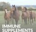 Natural supplements for horse immune system support